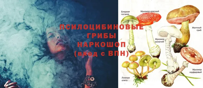 что такое   Абинск  Псилоцибиновые грибы MAGIC MUSHROOMS 